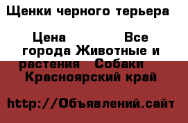 Щенки черного терьера › Цена ­ 35 000 - Все города Животные и растения » Собаки   . Красноярский край